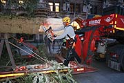 zunächst einmal musste der Stamm auf 60 cm Durchmesser reduziert werden (©Foto. Martin Schmitz)
